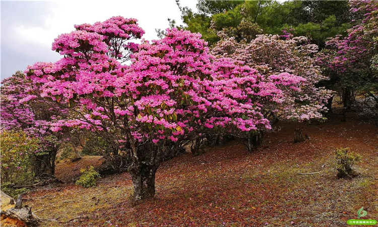 青巖山杜鵑花開漫山野 大美蘭坪等你來！